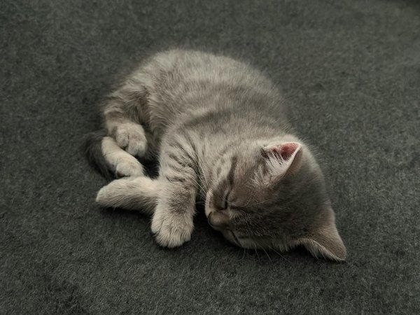 Détection canine des punaises de lit : quand la précision est clé