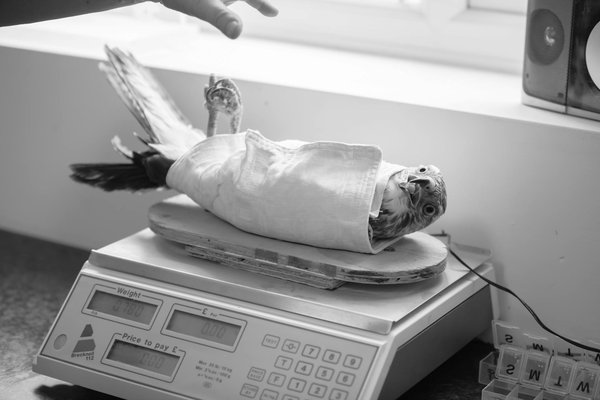 Guide complet du golden retriever: caractéristiques et soins