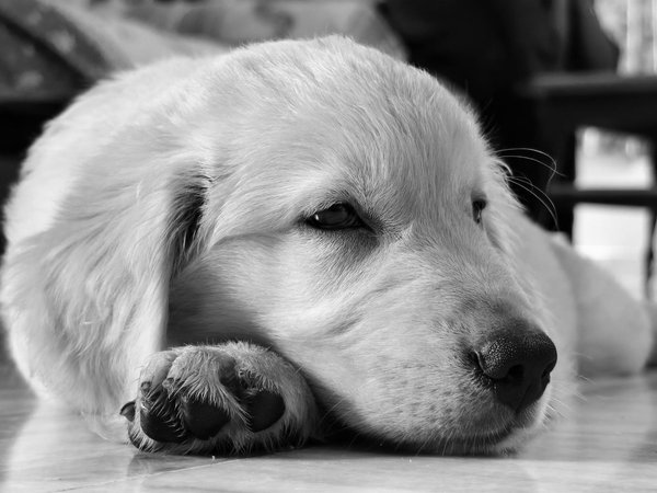 Guide complet du golden retriever: caractéristiques et soins