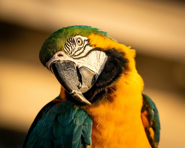 Animalerie en ligne : accessoires et croquettes, révolution du bien-être animal