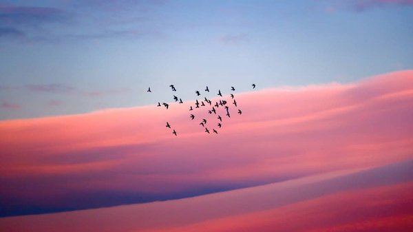 La migration des baleines à bosse : un spectacle grandiose