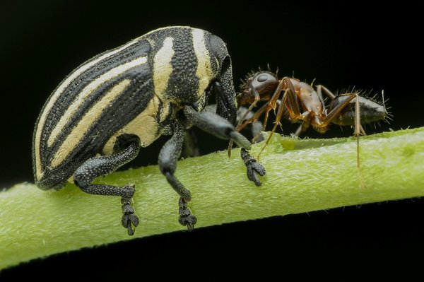 Insectes vivants : découvrez la vente en ligne rapide